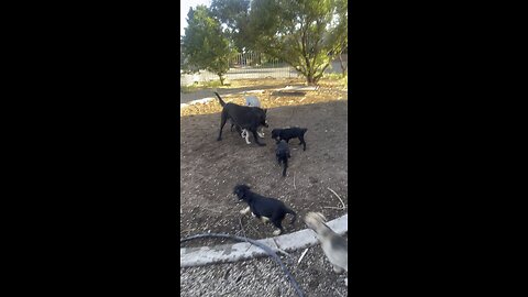 Puppies part 3