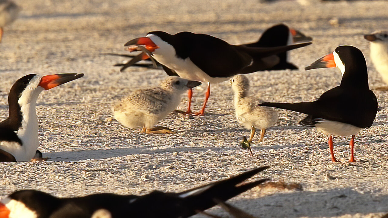 Black Skimmer Feeding Growing Chick with Bigger Fish