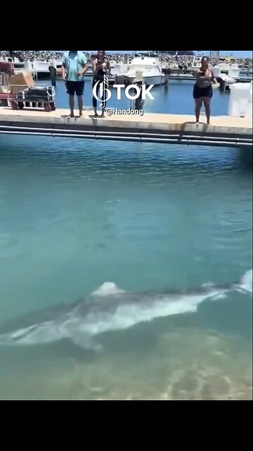 GIANT TIGER SHARK🏝️🦈🌊🏄⛵️📸SURPRISE VISIT BOAT HARBOR IN HAWAII🌊🦈🛥️👀💫