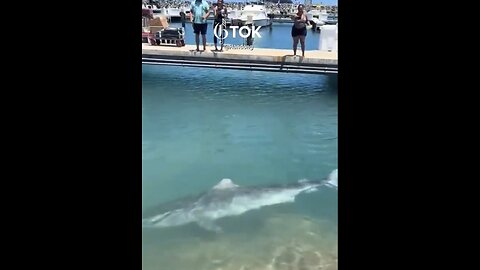 GIANT TIGER SHARK🏝️🦈🌊🏄⛵️📸SURPRISE VISIT BOAT HARBOR IN HAWAII🌊🦈🛥️👀💫