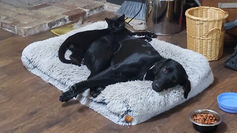 cat and dogs living together!