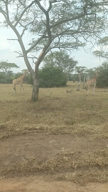 Queen Elizabeth National Park
