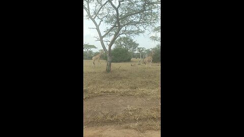 Queen Elizabeth National Park