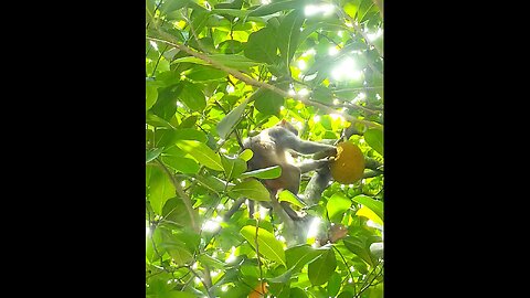 Manky eat jackfruit