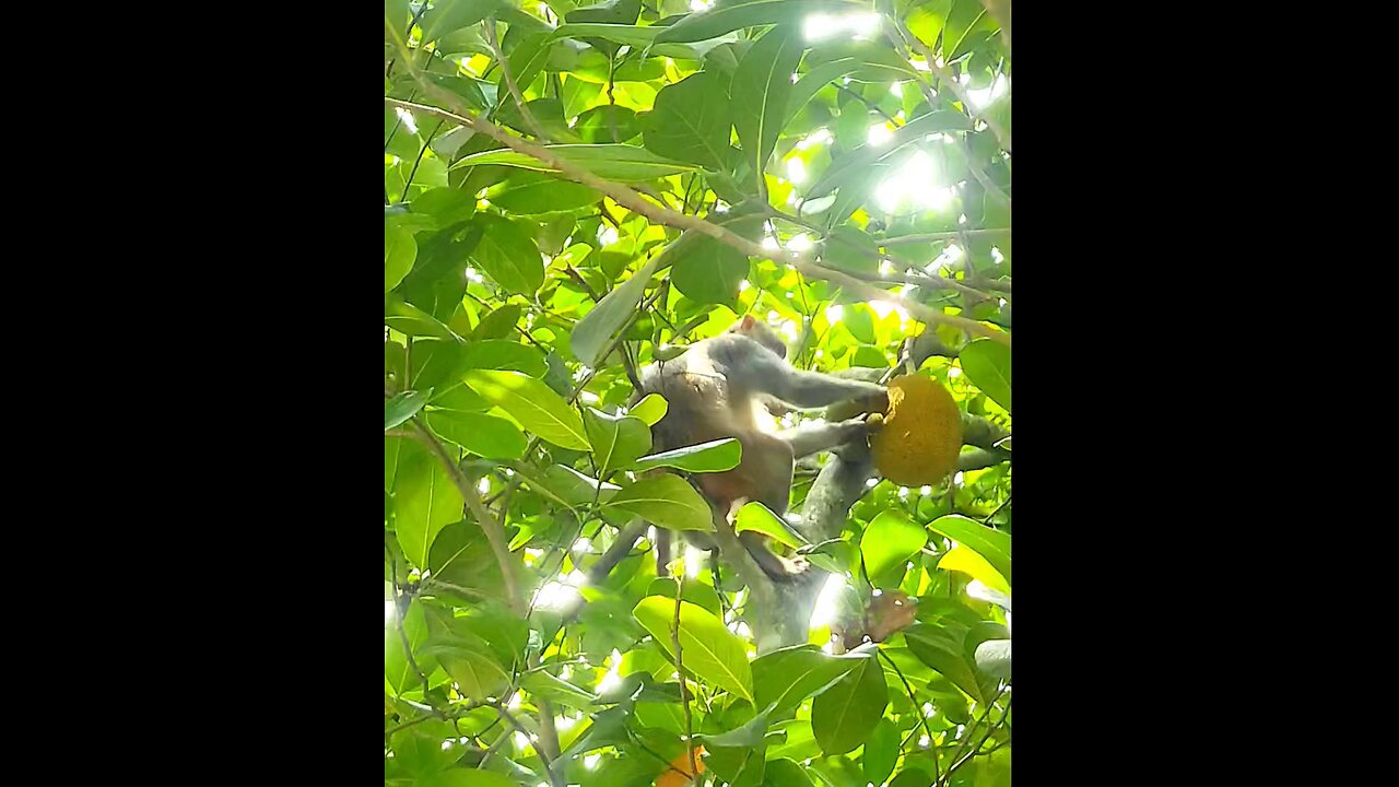 Manky eat jackfruit