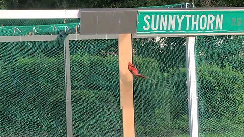 Cardinal caged !!