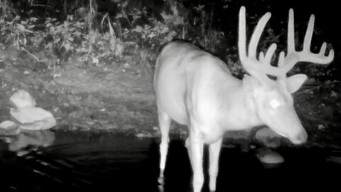 Buck in a Stream at Night