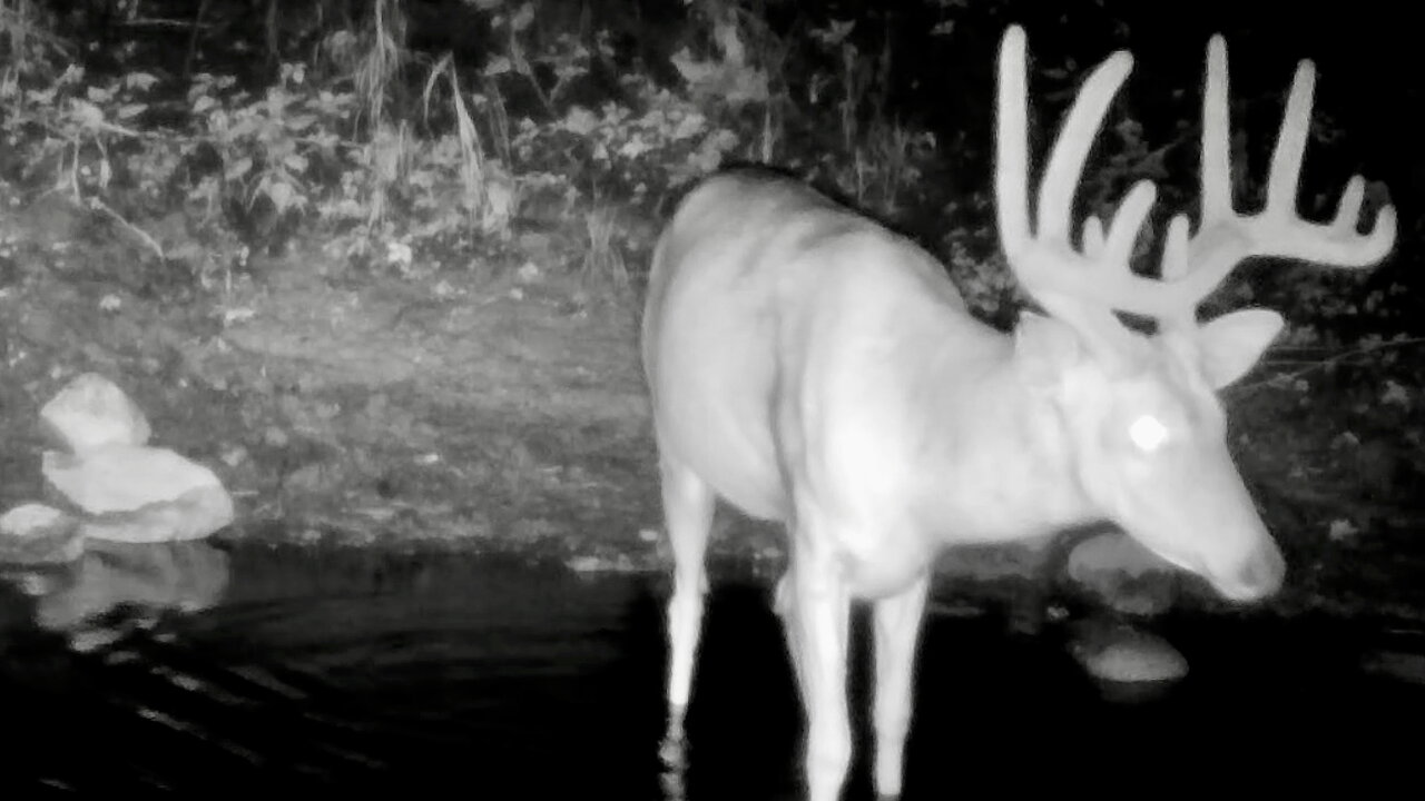 Buck in a Stream at Night