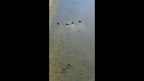 Mallard Ducks 🦆 #mallardducks #shorts #viral #trending #ducks #duck