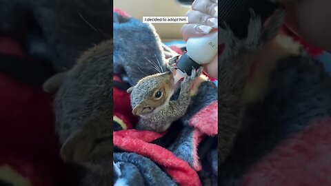 Squirrel noticed the dog and thought it was his mom