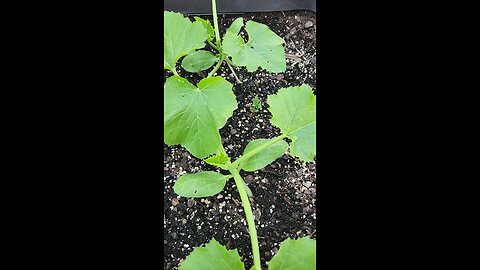 Stray Tator