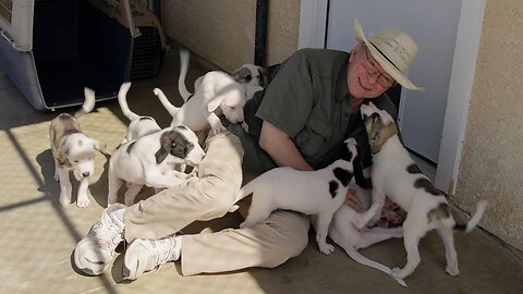 Serena's puppies are growing like weeds! And their milk teeth are sharp!