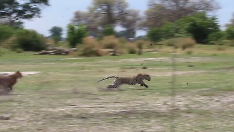 Cheetah 🐆Vs Lepord