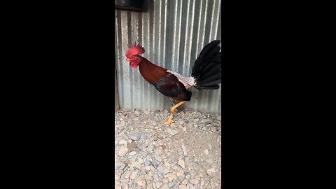 gallos