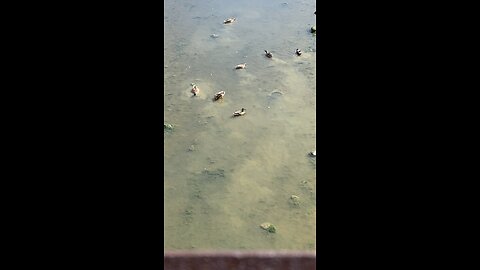 Mallard Ducks 🦆 #mallardducks #shorts #viral #trending #ducks #duck #followme