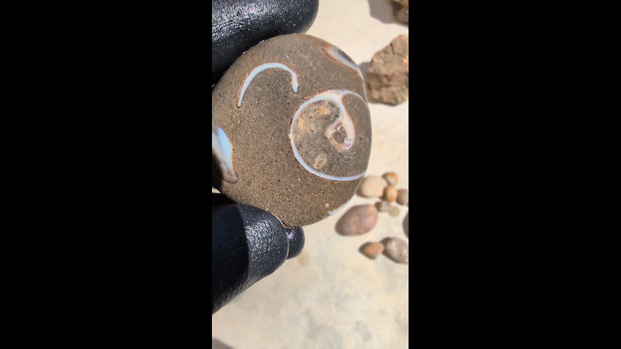 Trilobite Fossils!