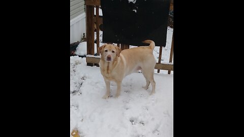 Kylee
