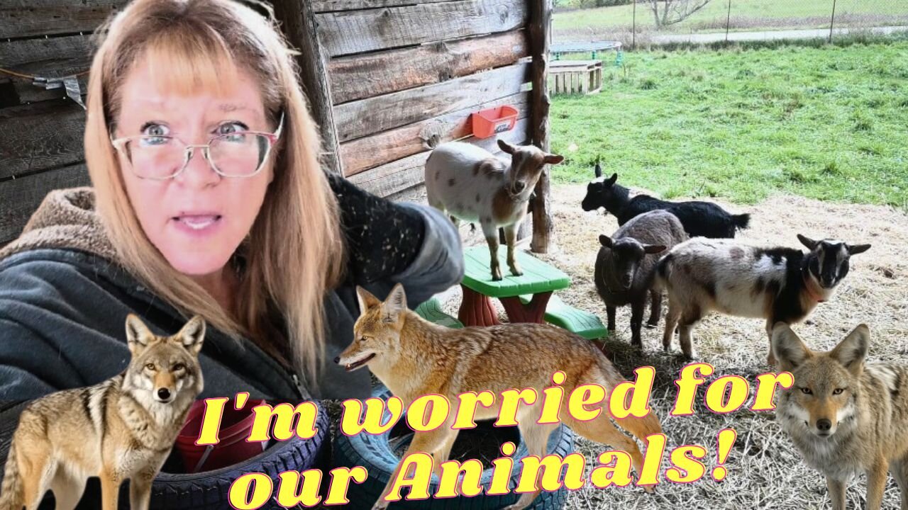 They COYOTES Are Coming CLOSER And CLOSER!