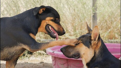 Major, just luck or help from Rainbow Bridge ... or from his fellow angels? [Ep 66]