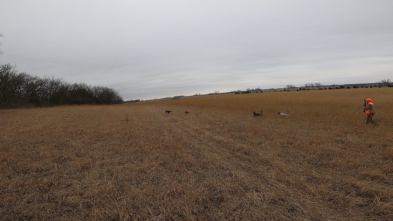 Lucky chukar