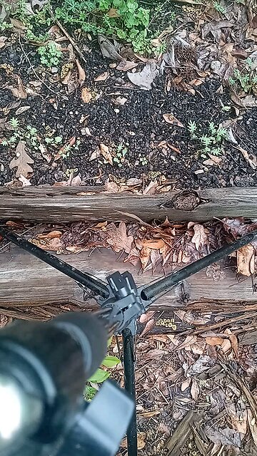 baby red Russian kale