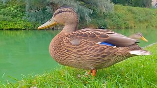 The 3 Ducklings 2 Months Old
