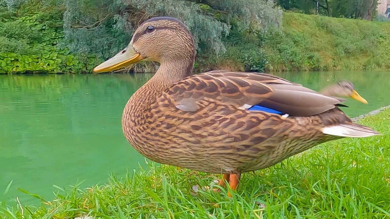 The 3 Ducklings 2 Months Old