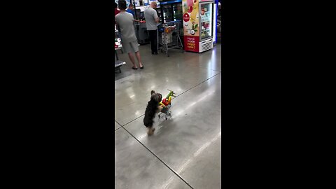 cute dogy
