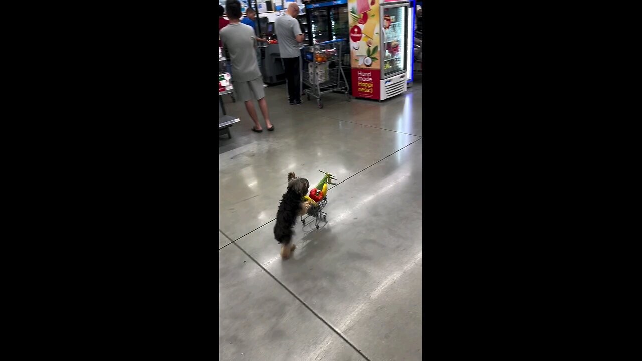 cute dogy