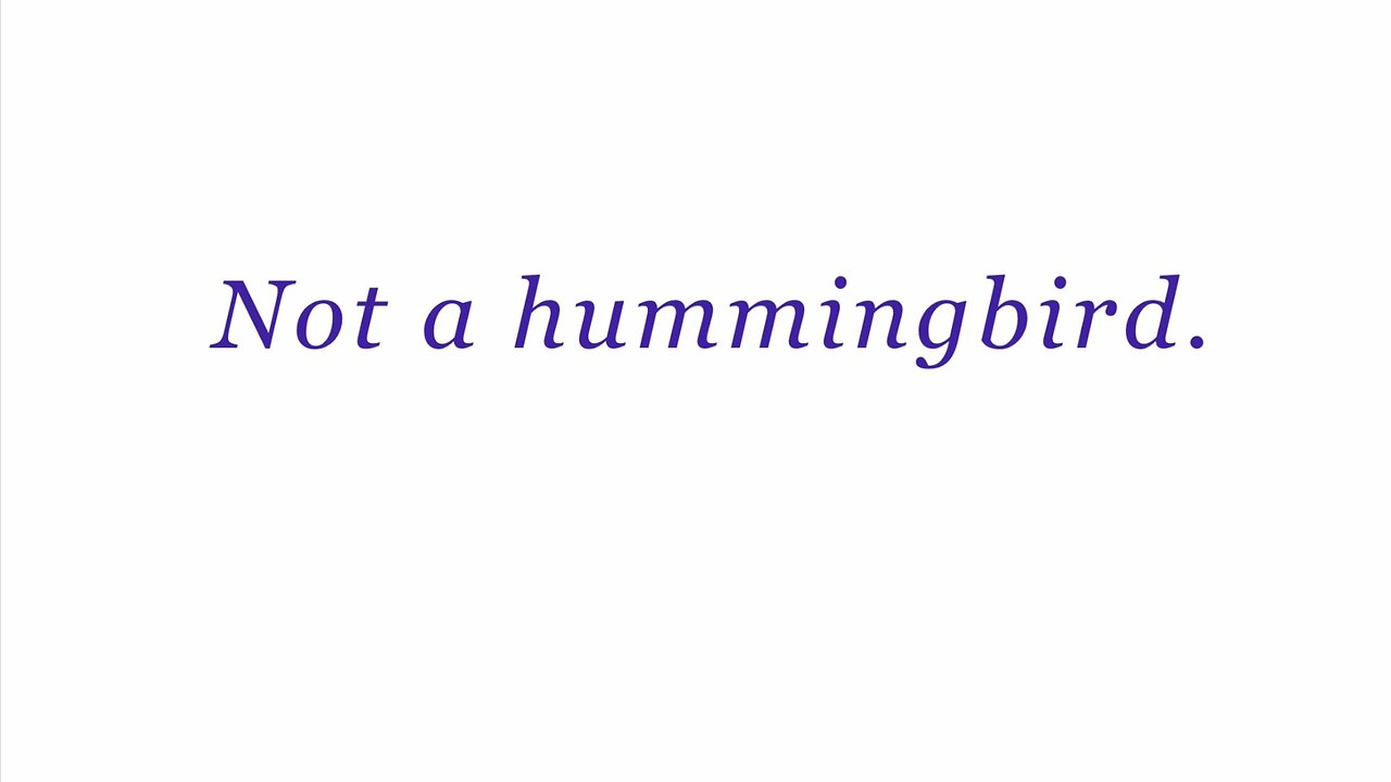 Not a hummingbird.