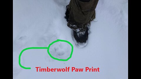 Visitor in the Kingdom Plus Getting Ready for Off Grid Living Again Nov 20 2025