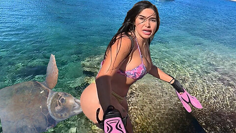Turtle attack 💥😱 That turtle bites the tourists 🐢