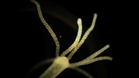 "Unveiling Hydra-Hivemind: The Dominating Parasite in the Ecosystem"