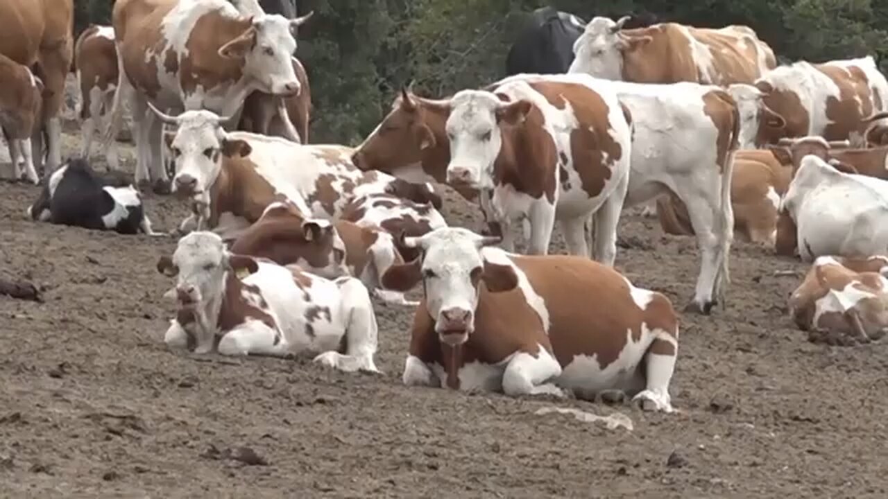 Severe early drought effects people, animals and crops alike throughout Balkan region