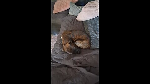 do not wake a sleeping staffy #puppy #viral #dog