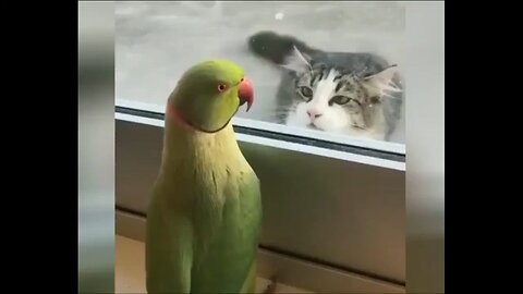FUNNY BIRD AND CAT