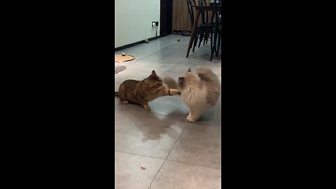 cat wwe