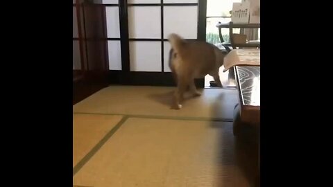 cute funny animals