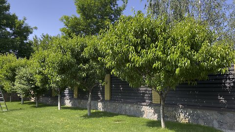 Thickening of branches