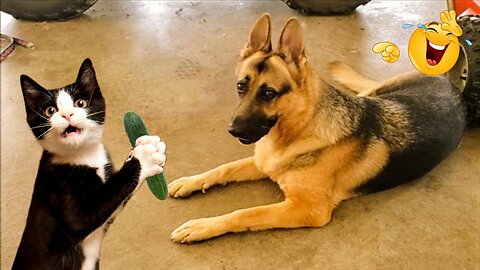 2025’s Funniest Dogs & Cats 😂 You Won’t Stop Laughing! | You Laugh You lose 😍😸😹 #Ep55