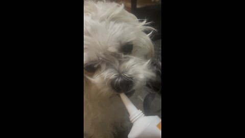 Doggy licks peanut butter tube