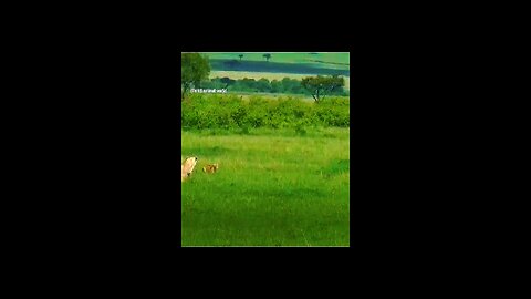 Explore Wild Animals World