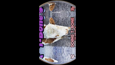 Just T-Bone doing T-Bone things! #HartlandOaks #farmlife #animals #bull #cows