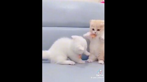 Cat😇