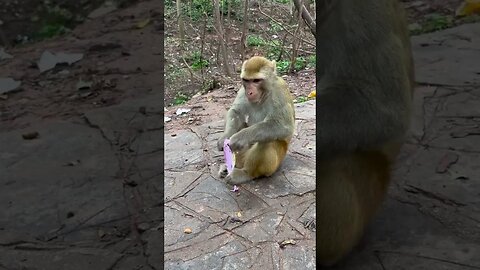 Cleanliness Monkey Comes Monkey