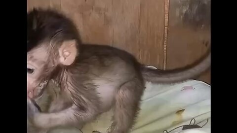 Cute baby monkey