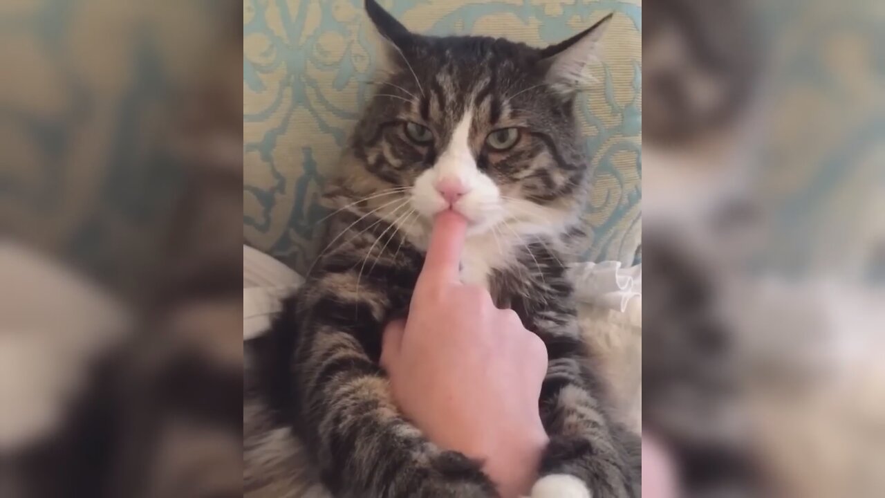 12 Minutes of Funny Cat Videos