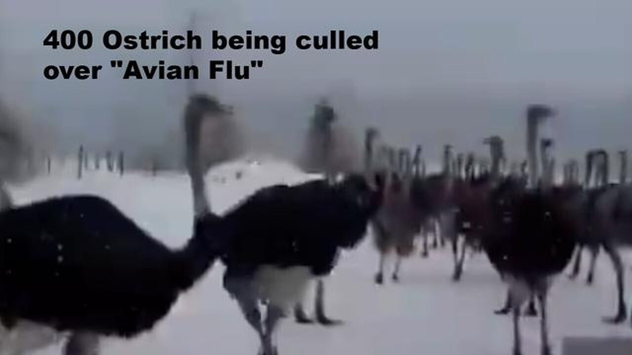 "Major Culling of Ostriches in Canada due to Avian Flu Outbreak: An Unseen Crisis"