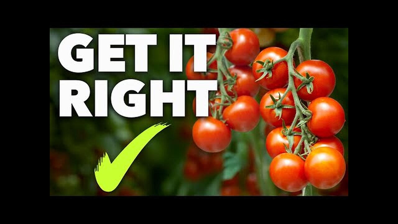 Tomato Growing Masterclass: My Blueprint to Success Every Time!