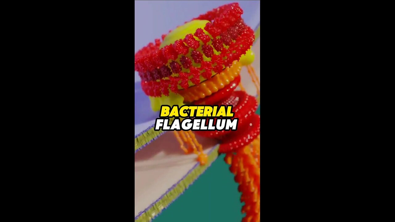 Bacterial Flagellum